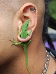 Name:  New Earring Trend for University Students.jpg
Views: 214
Size:  20.2 KB
