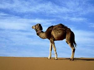 Click image for larger version

Name:	arabian-camel_223_600x450.jpg
Views:	170
Size:	13.0 KB
ID:	4225
